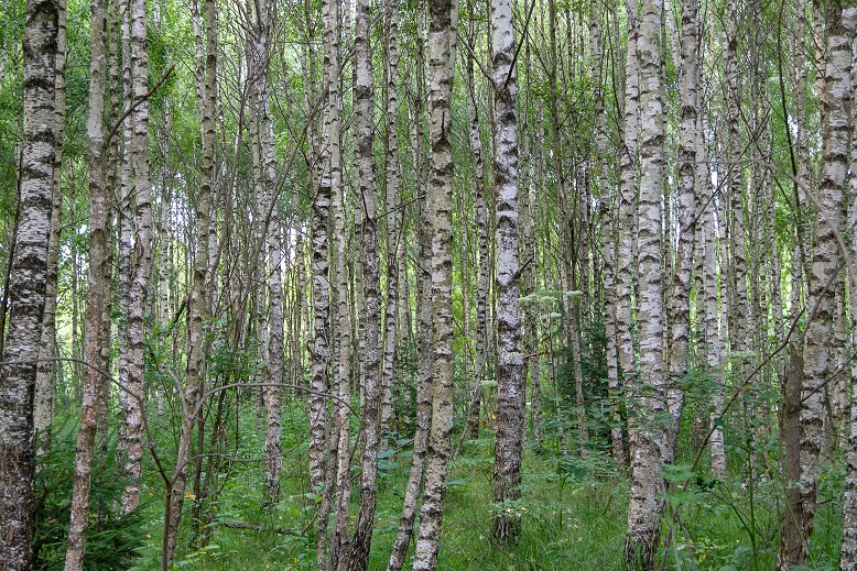 Trees