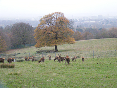 Bedfords Park deer in the mist