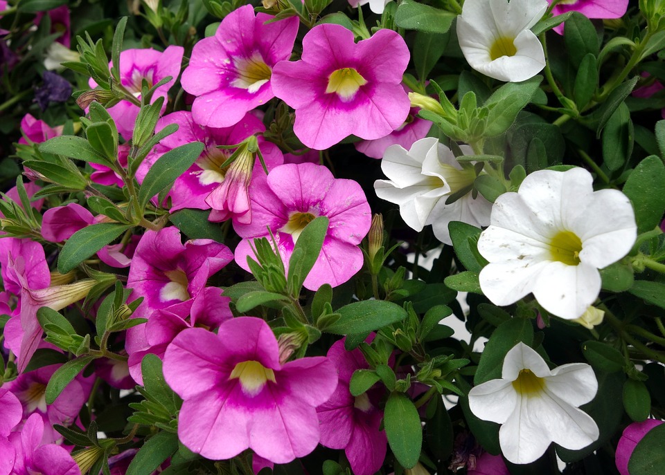 Petunia Flower Blossom