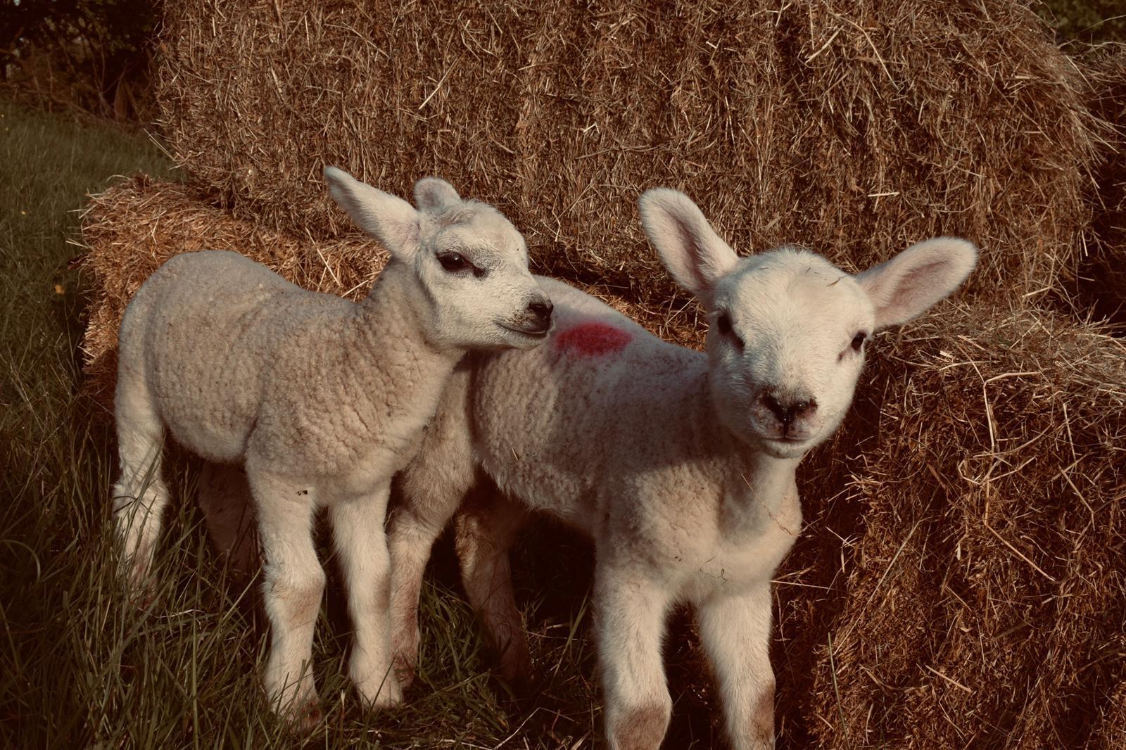 Animals on show at the Havering Show