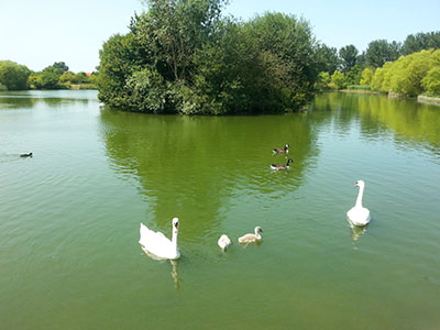 hornchurch country park 400px