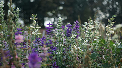 bedfords walled garden 400px